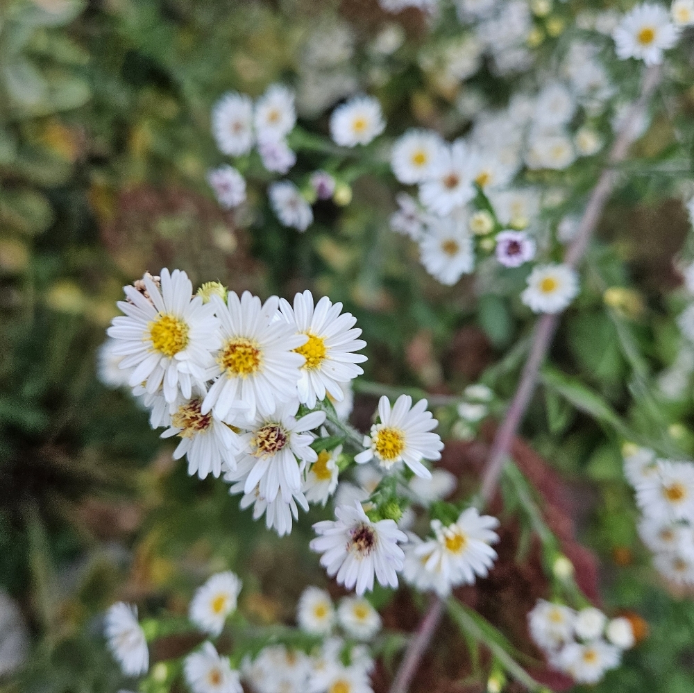 Meet your Posher, Tonya